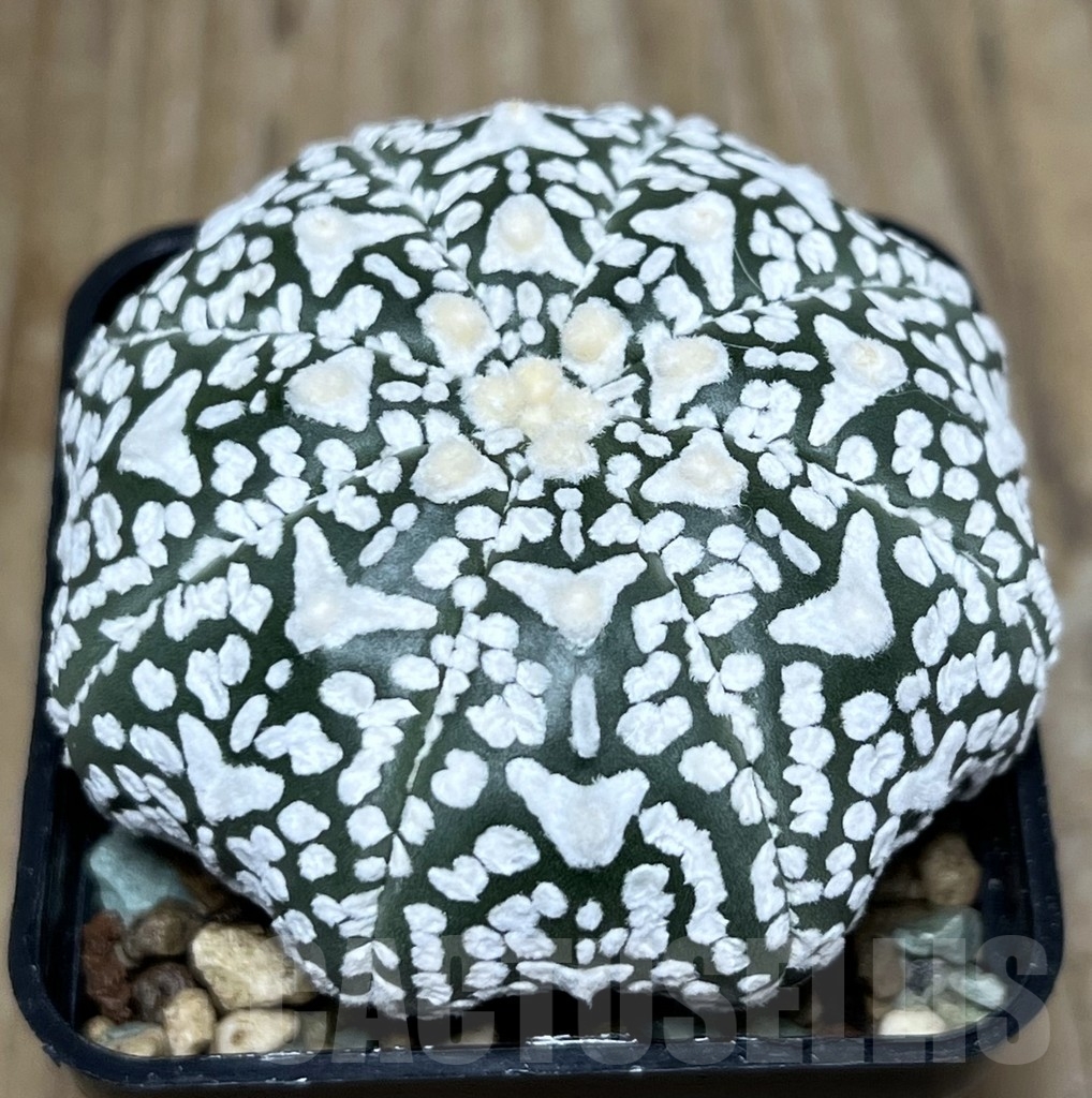 SHPR22699 Astrophytum asterias ‘Super Kabuto V-Type' Star Shape - Image 2