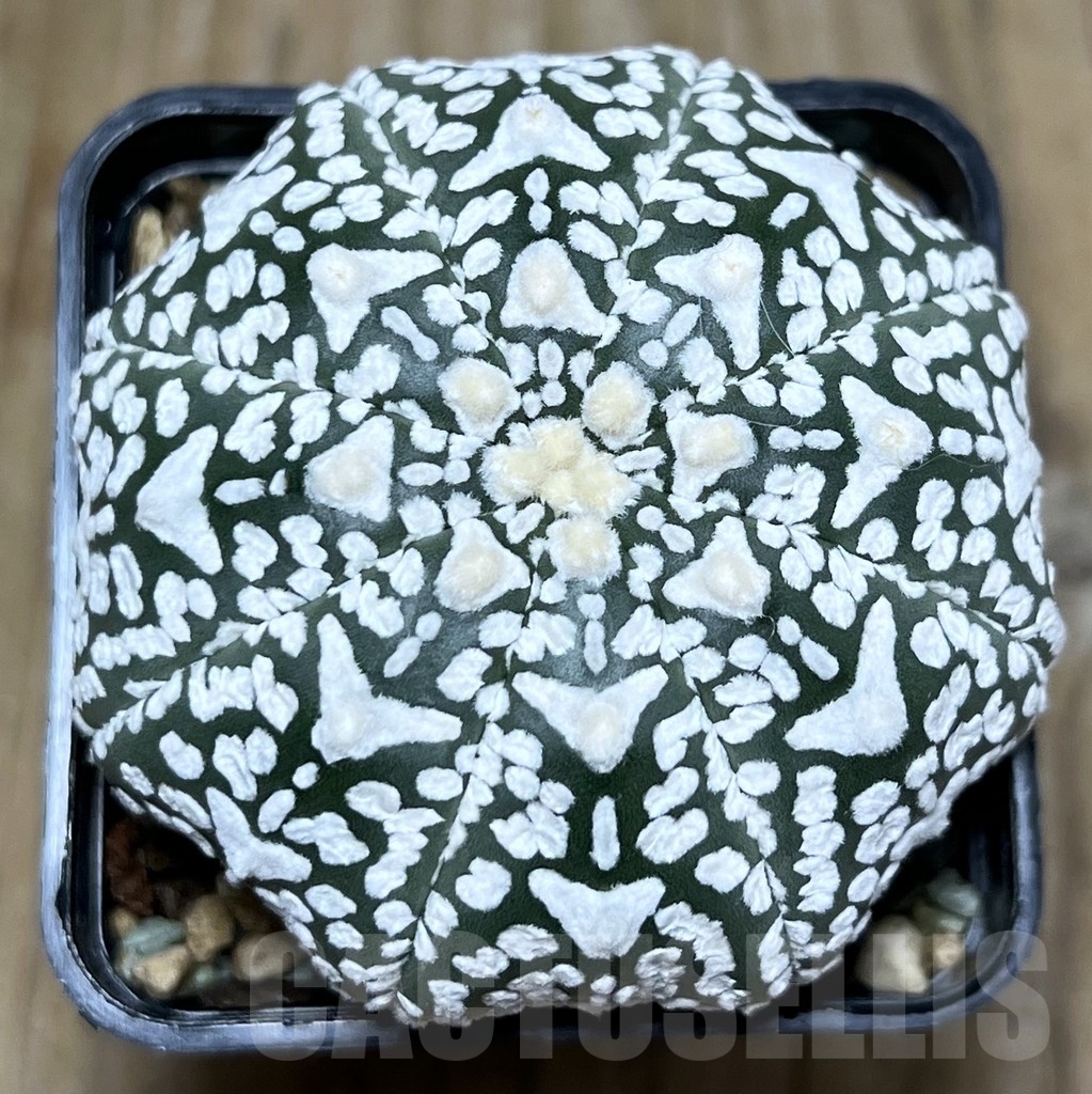 SHPR22699 Astrophytum asterias ‘Super Kabuto V-Type' Star Shape