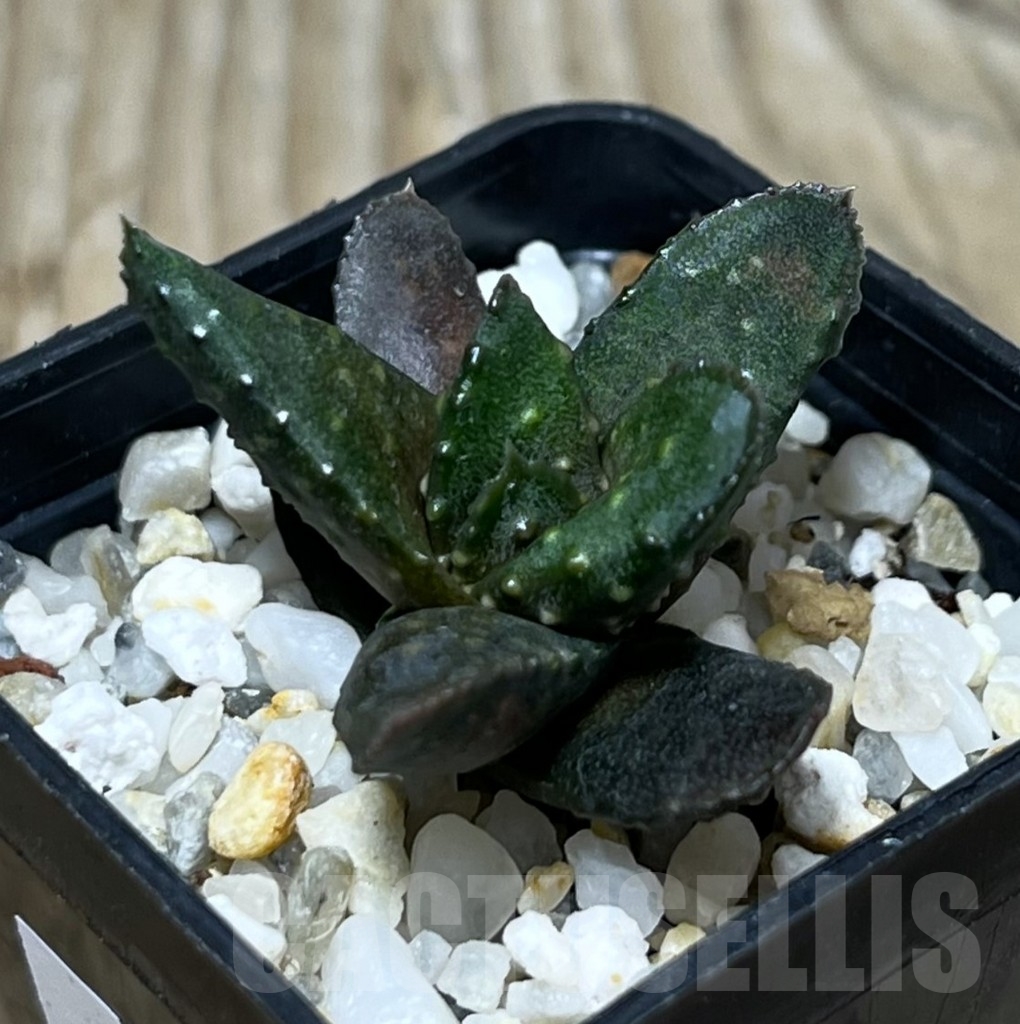 SHPR22712 Astroloba bullulata