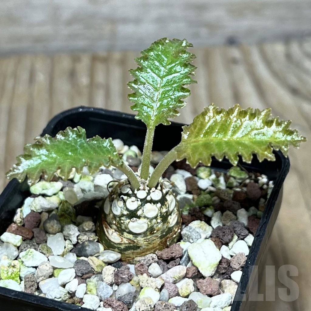 SHPR22713 Dorstenia horwoodii