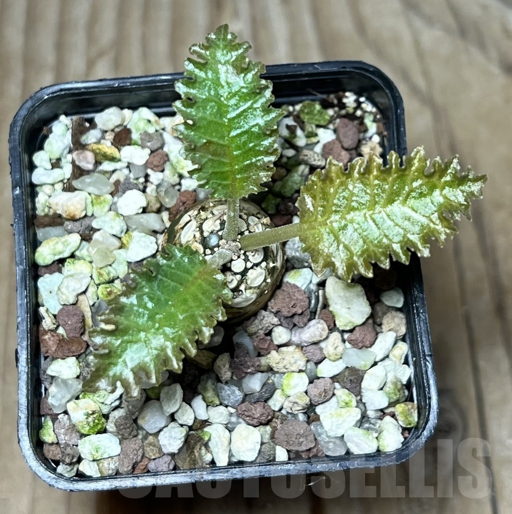 SHPR22713 Dorstenia horwoodii – Image 2