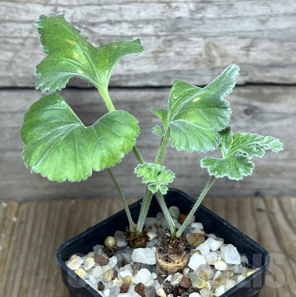 SHPR22714 Pelargonium crassicaule, 2 plants