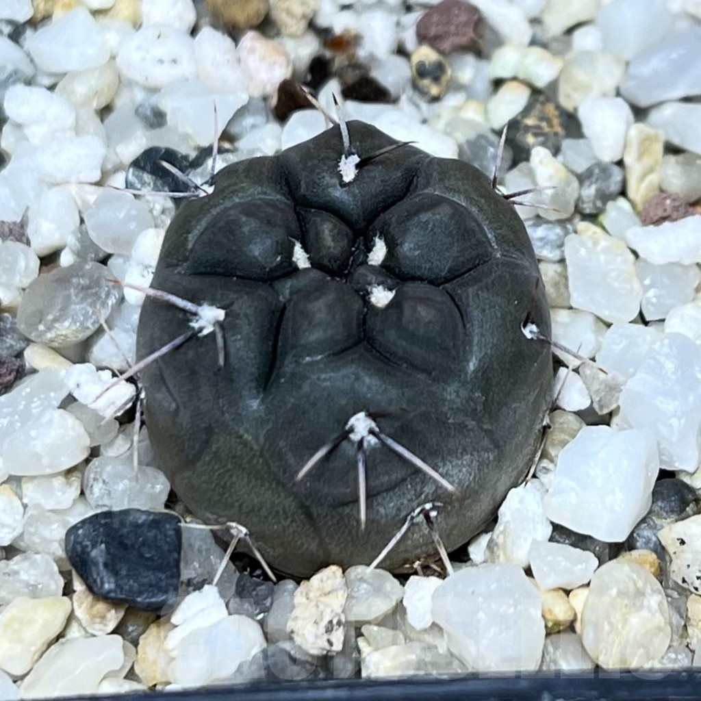SHPR22773 Gymnocalycium dubniorum WP 154-241