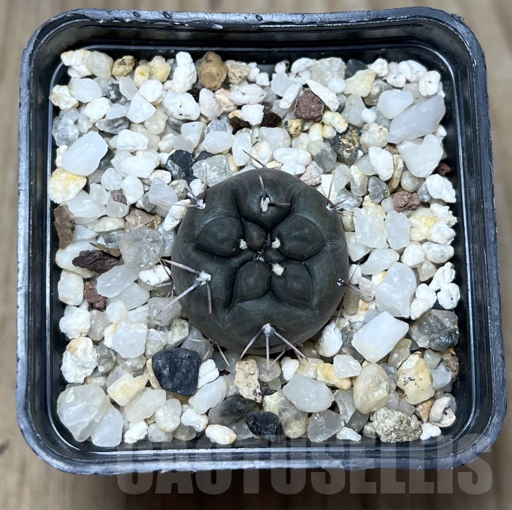 SHPR22773 Gymnocalycium dubniorum WP 154-241 - Image 2