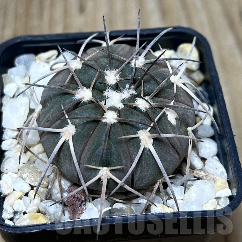 SHPR22776 Gymnocalycium spegazzinii