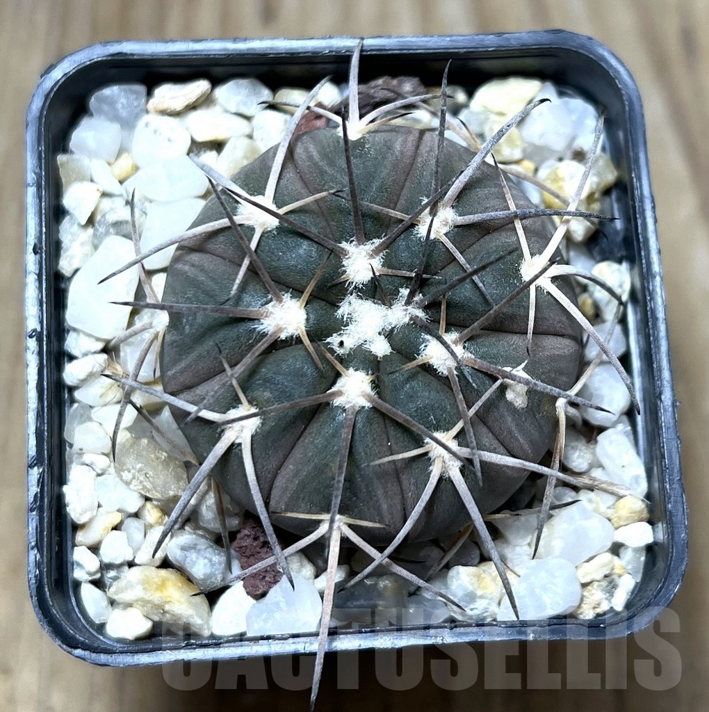 SHPR22776 Gymnocalycium spegazzinii - Image 2