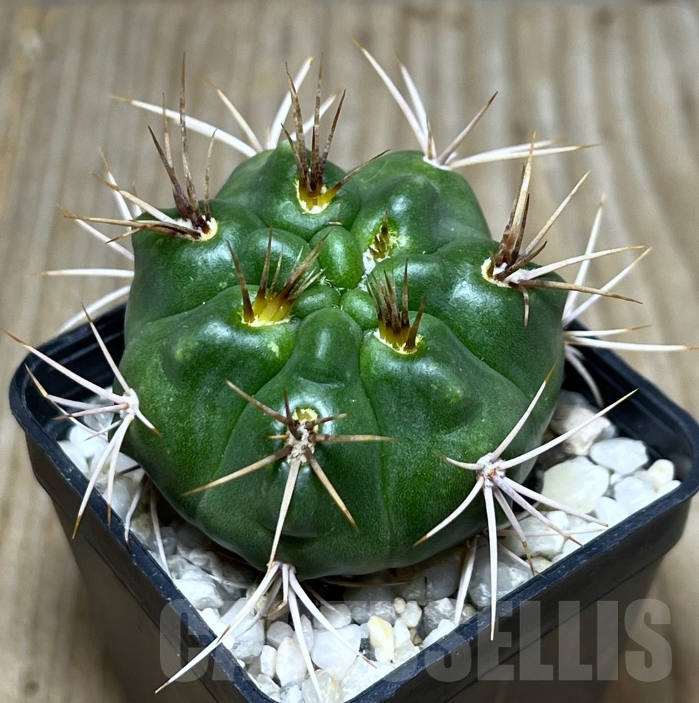 SHPR22778 Gymnocalycium mostii -Uritorco-