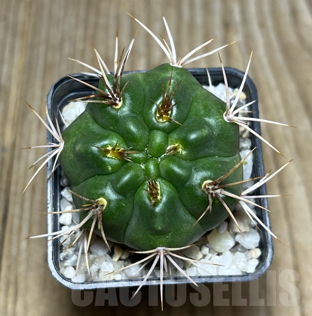 SHPR22778 Gymnocalycium mostii -Uritorco- - Image 2
