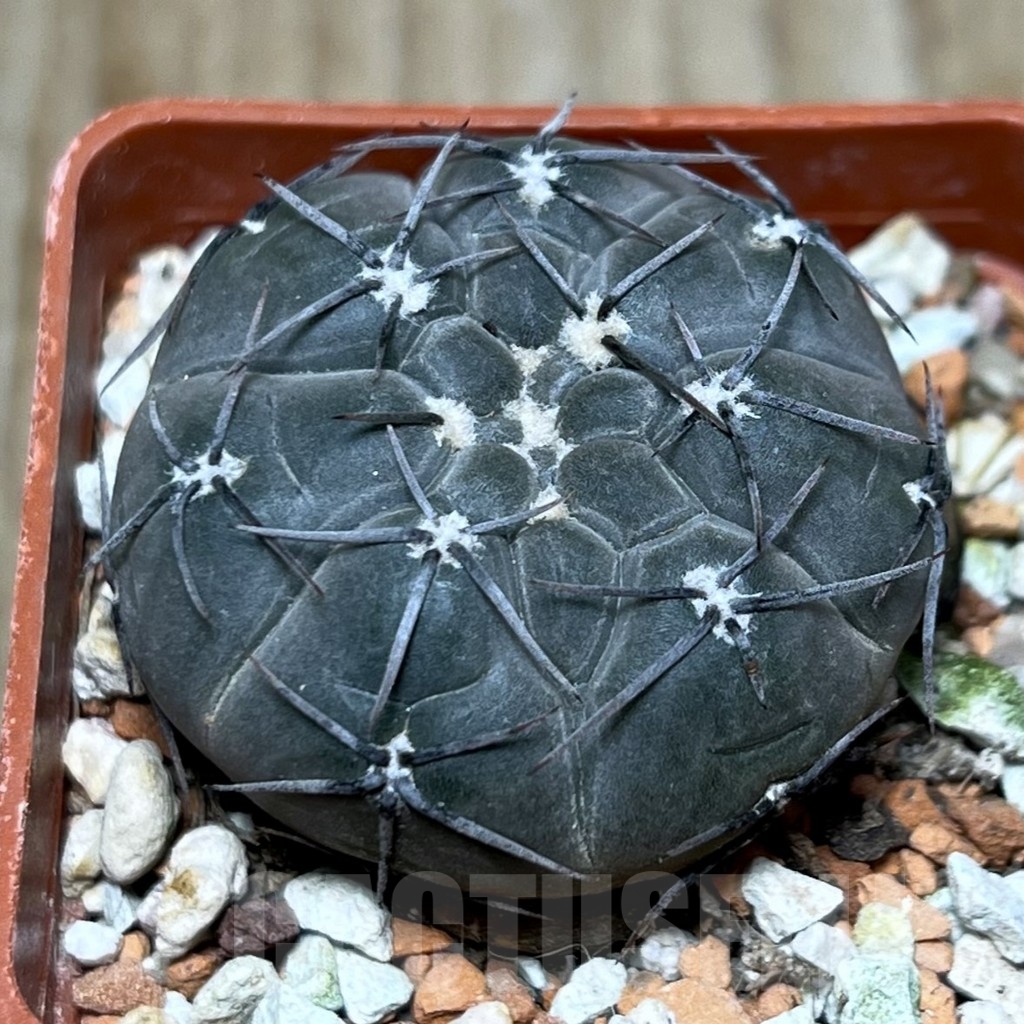 SHPR22780 Gymnocalycium berchtii LF 98