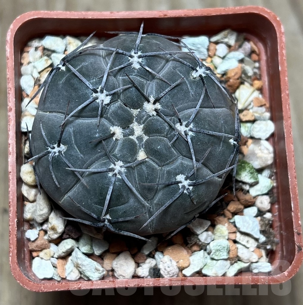 SHPR22780 Gymnocalycium berchtii LF 98 - Image 2
