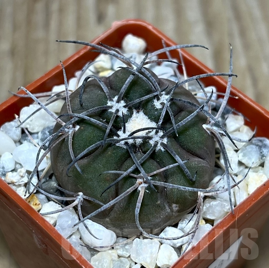 SHPR22781 Gymnocalycium spegazzinii