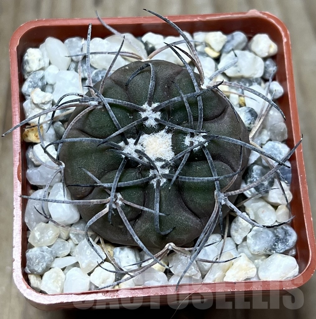 SHPR22781 Gymnocalycium spegazzinii – Bild 2