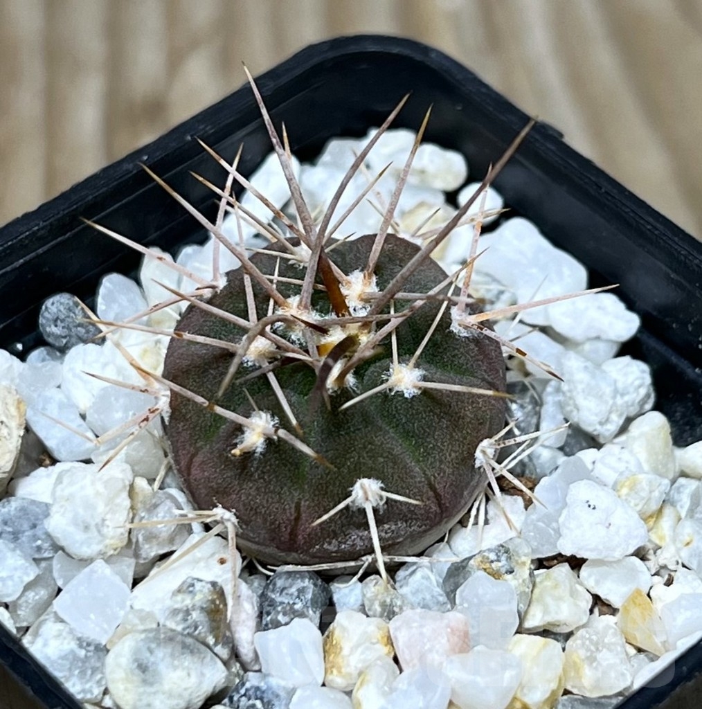 SHPR22782 Gymnocalycium coloradense VS 809