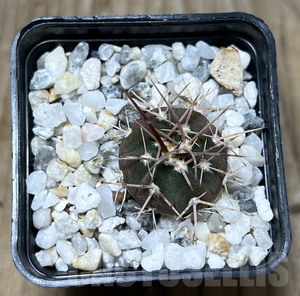 SHPR22782 Gymnocalycium coloradense VS 809 - Image 2