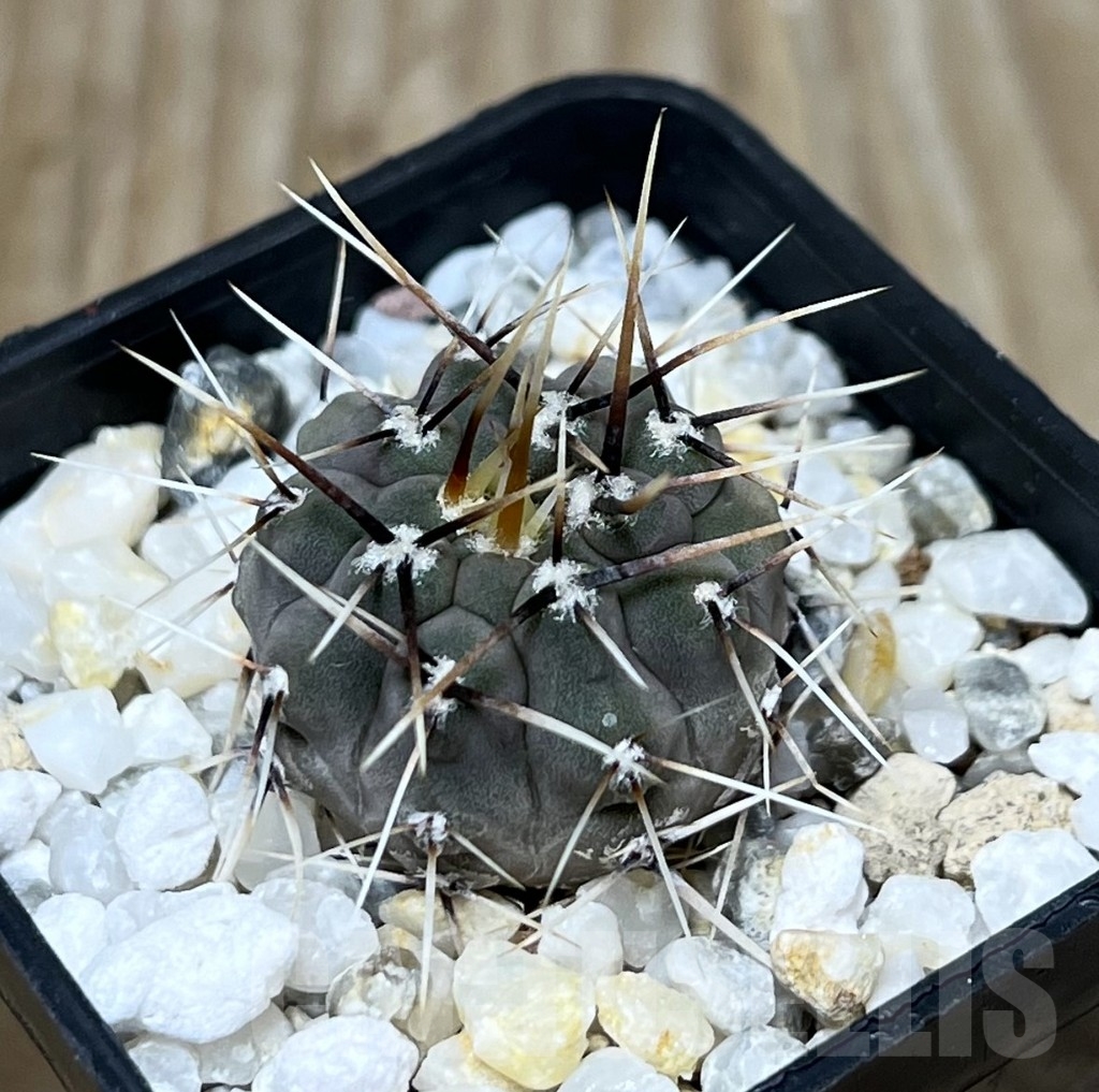 SHPR22783 Gymnocalycium ochoterenae VGN 101.253