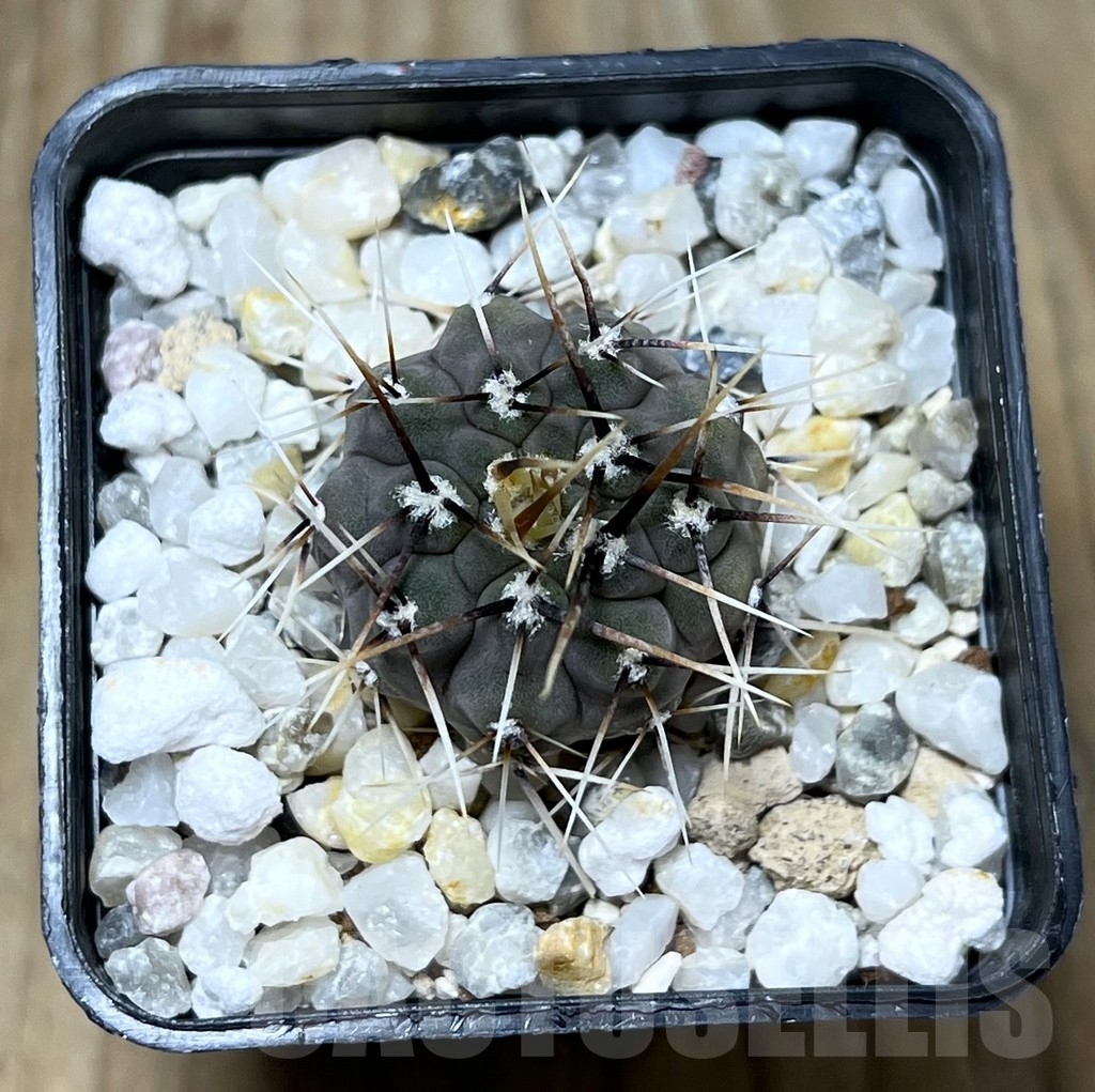 SHPR22783 Gymnocalycium ochoterenae VGN 101.253 – Bild 2