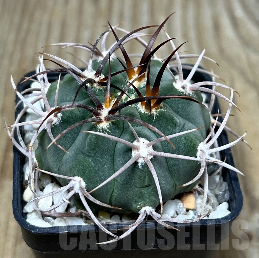SHPR22785 Gymnocalycium ambatoense