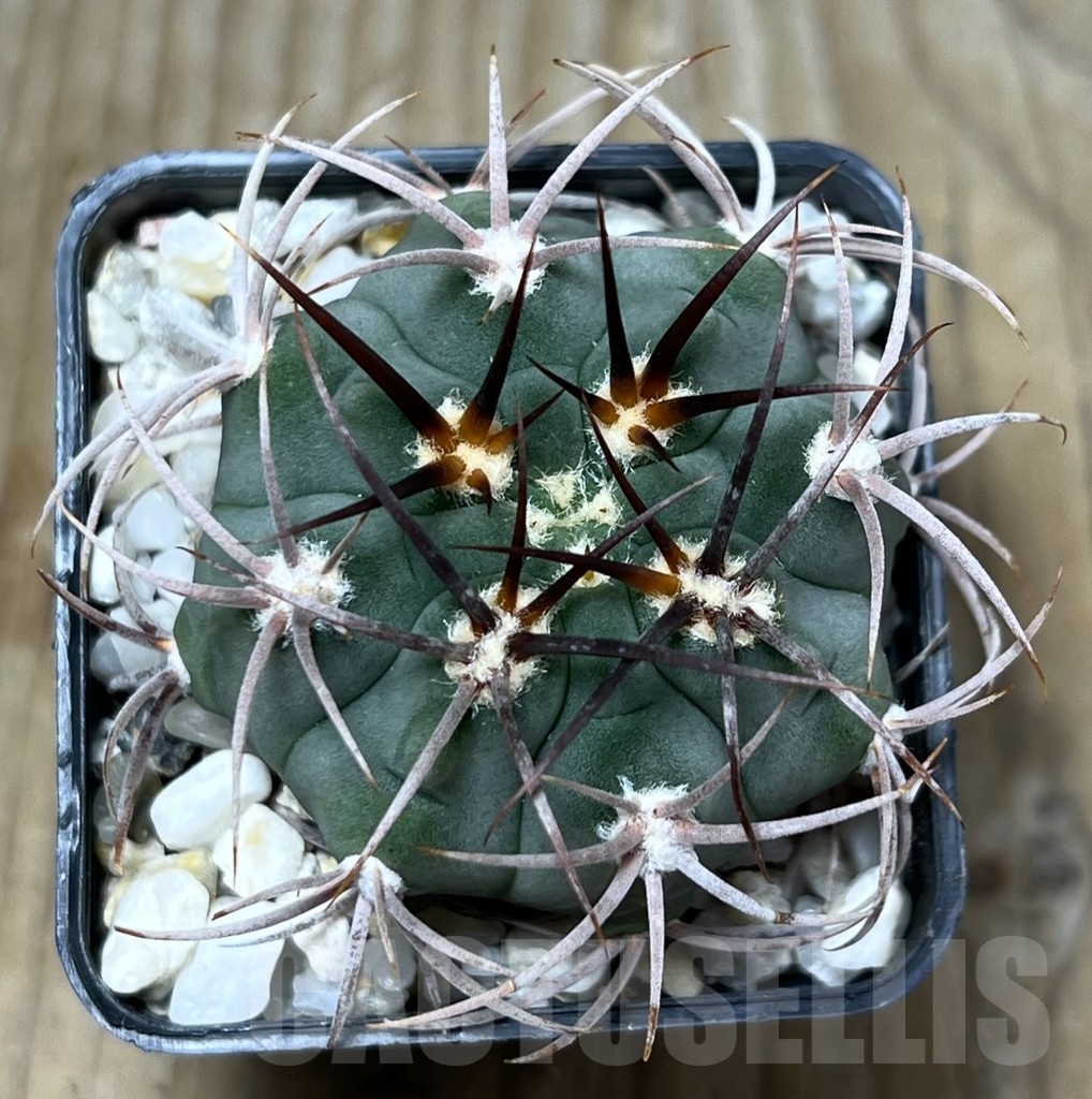 SHPR22785 Gymnocalycium ambatoense – Bild 2