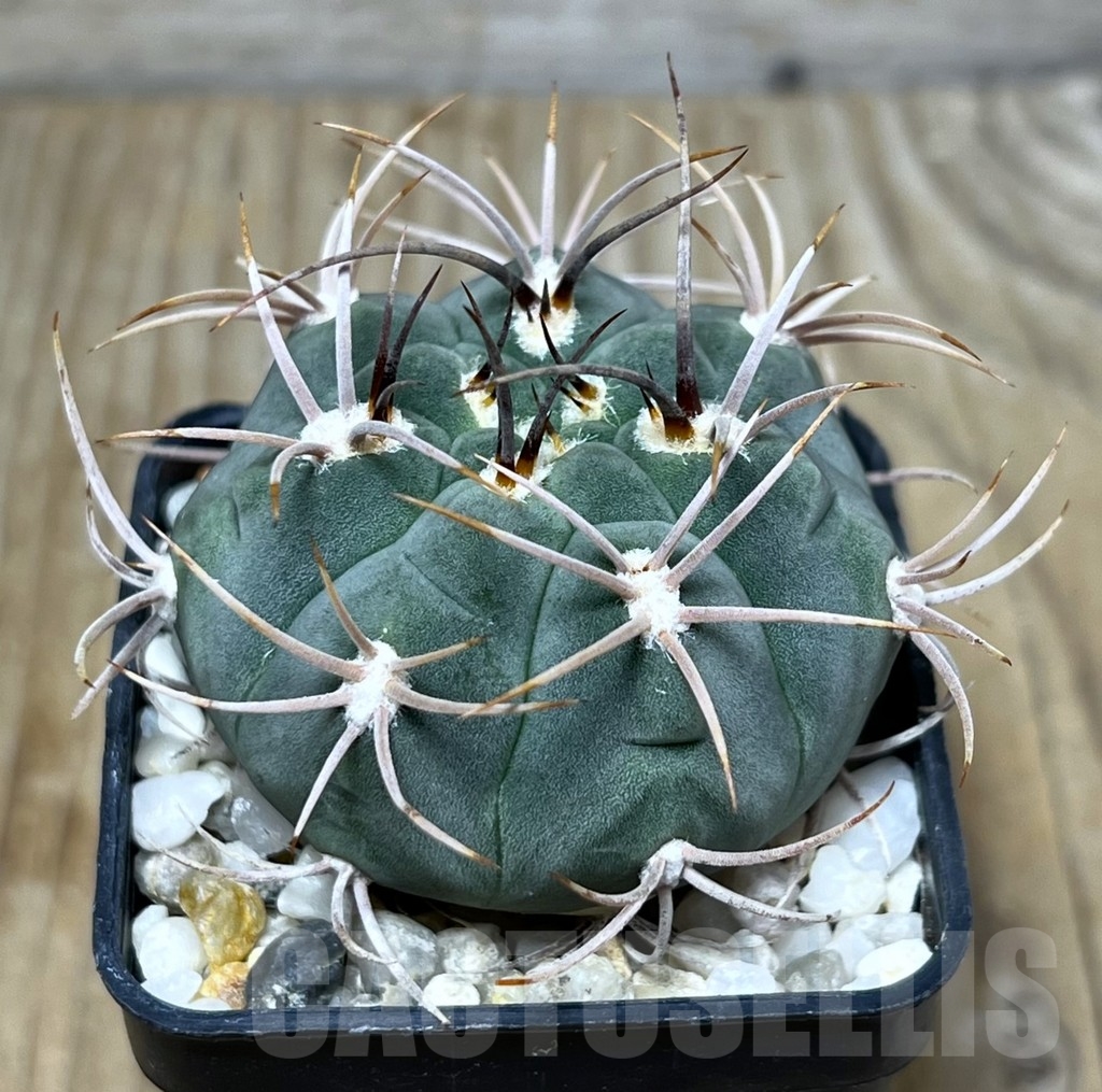 SHPR22786 Gymnocalycium ambatoense