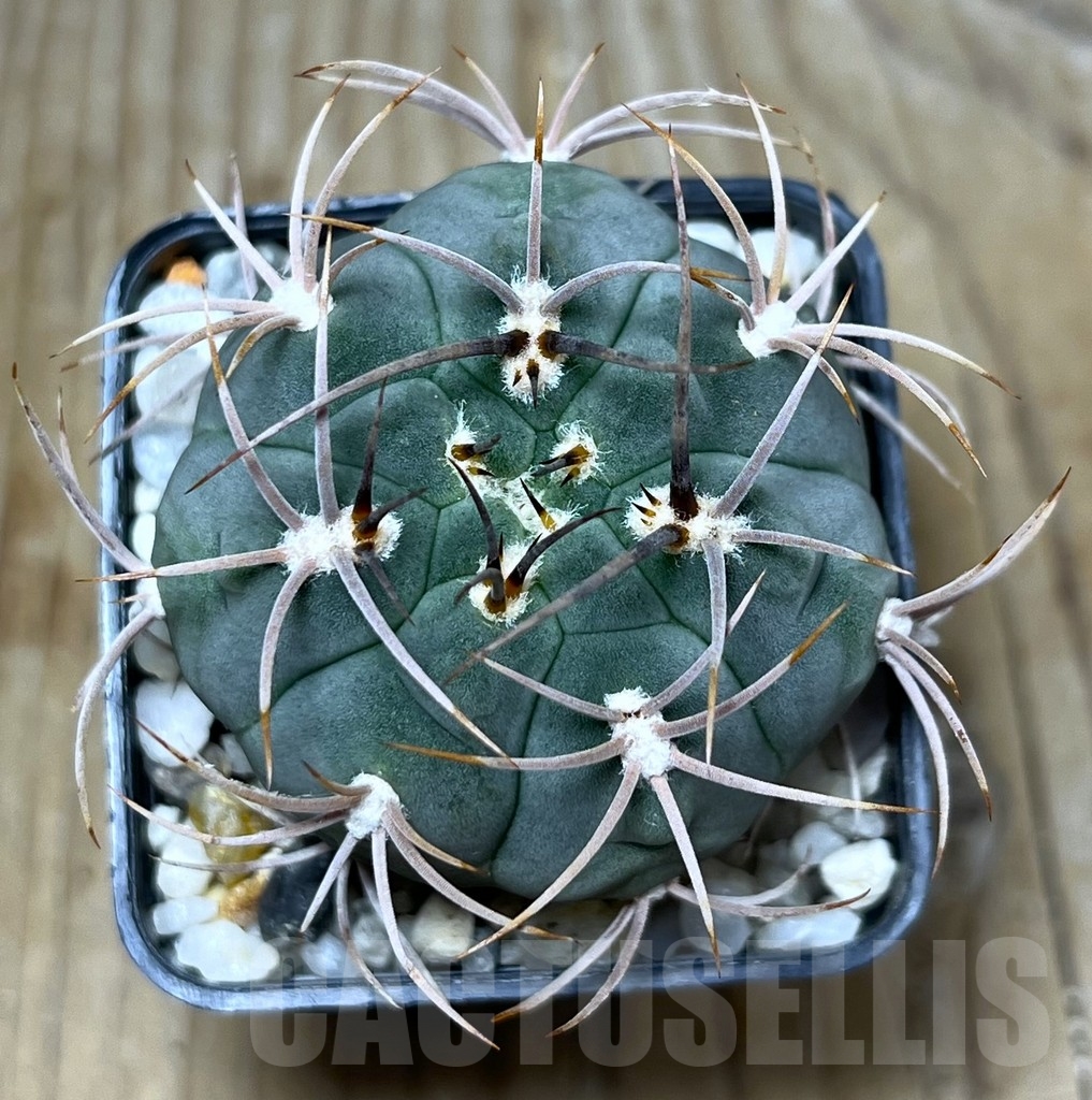 SHPR22786 Gymnocalycium ambatoense – Bild 2