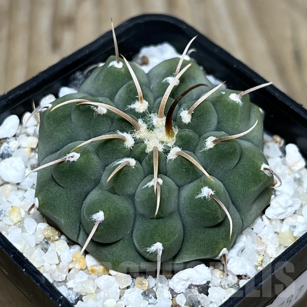 SHPR22787 Gymnocalycium vatteri, 1-spines