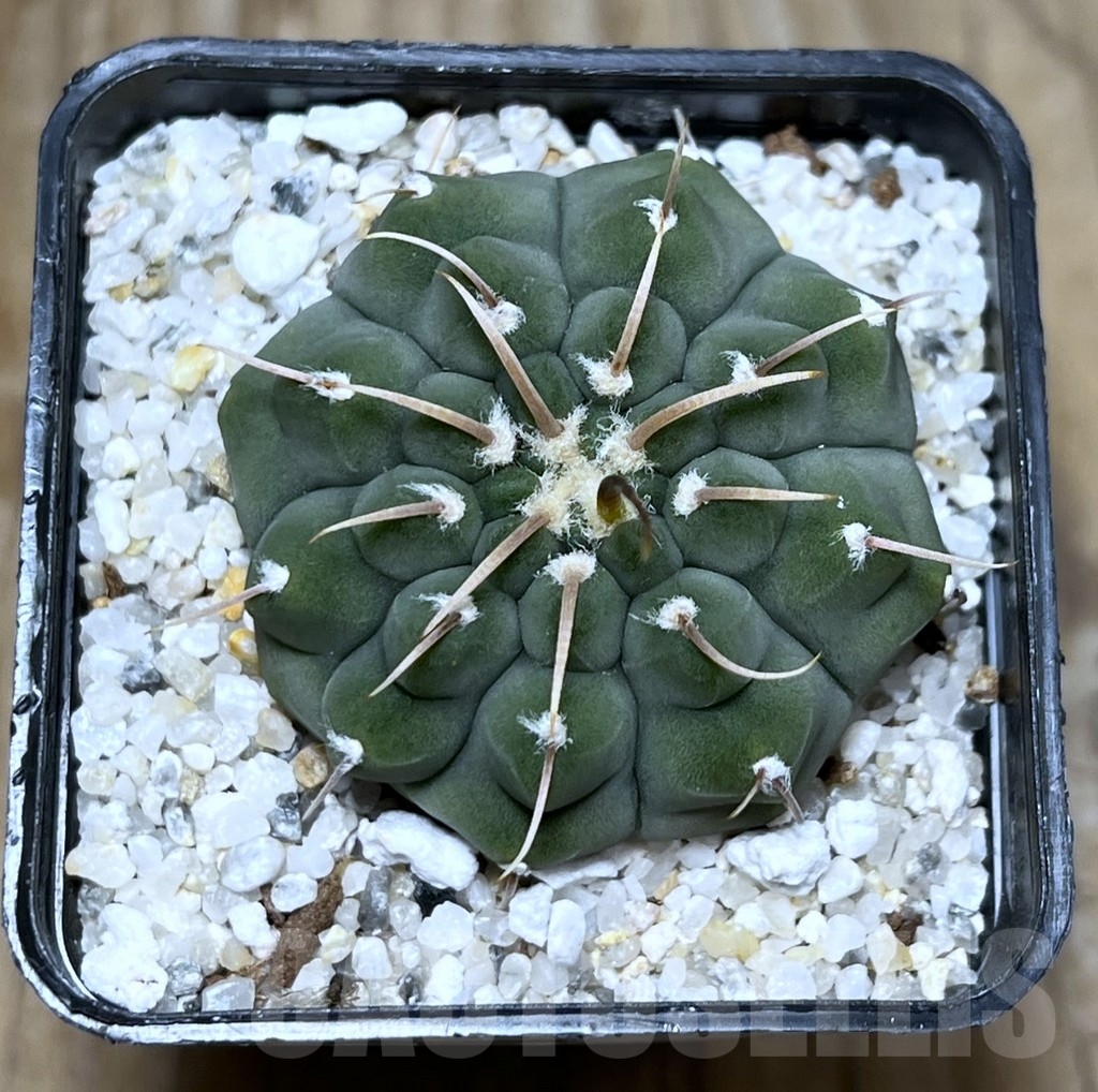 SHPR22787 Gymnocalycium vatteri, 1-spines - Image 2