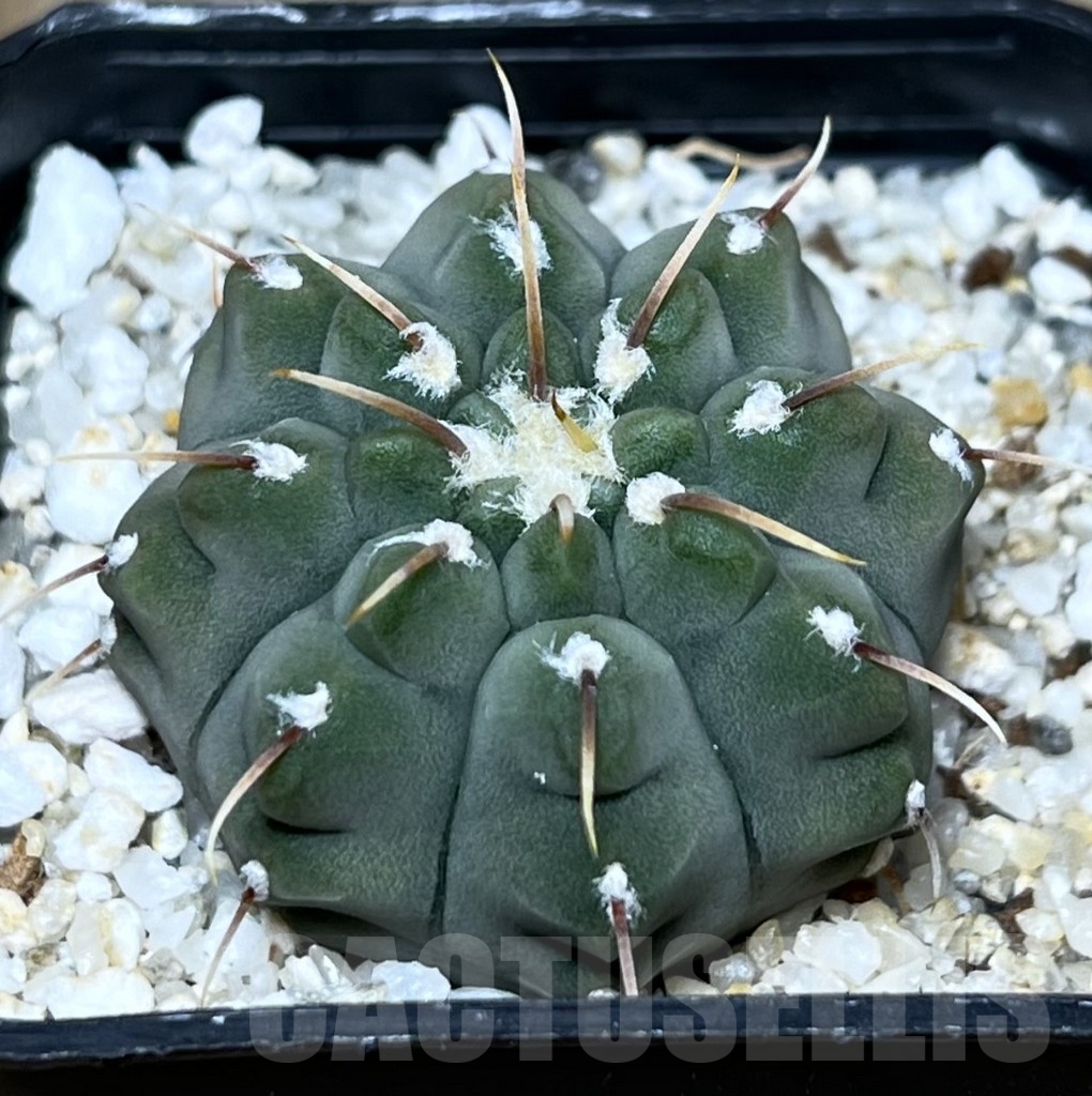 SHPR22788 Gymnocalycium vatteri, 1-spines