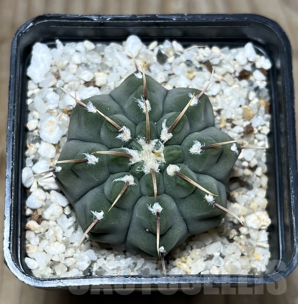 SHPR22788 Gymnocalycium vatteri, 1-spines – Bild 2