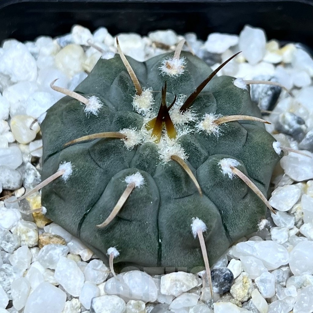 SHPR22789 Gymnocalycium vatteri, 1-spines