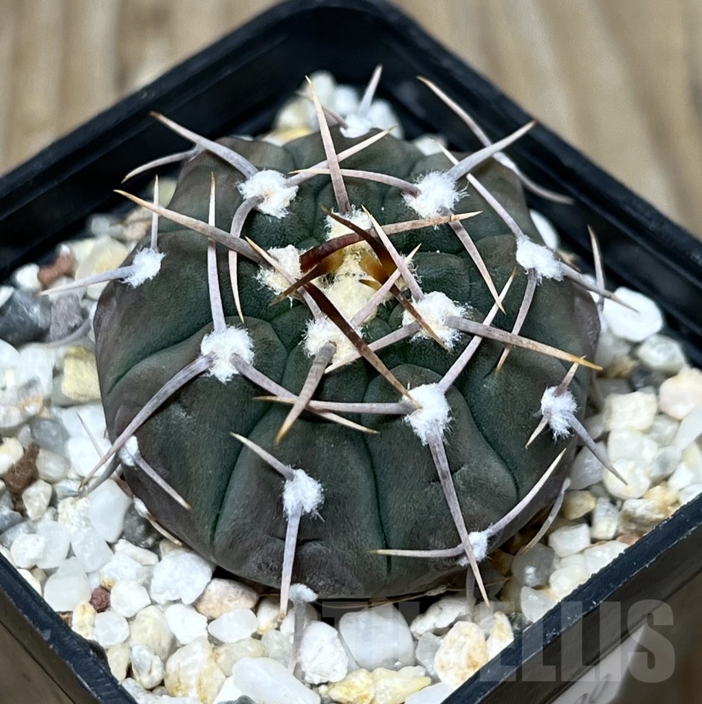 SHPR22790 Gymnocalycium vatteri, 1-spines