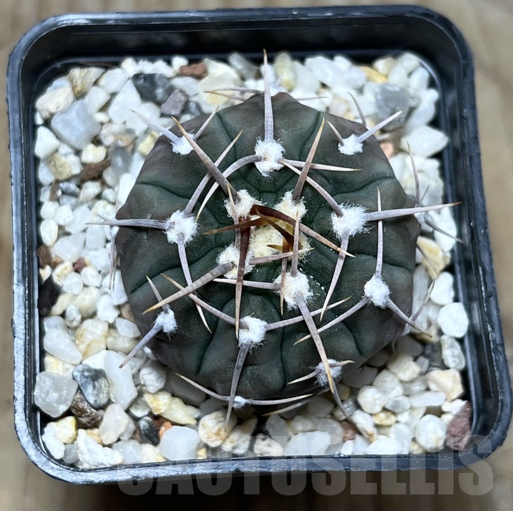 SHPR22790 Gymnocalycium vatteri, 1-spines – Bild 2