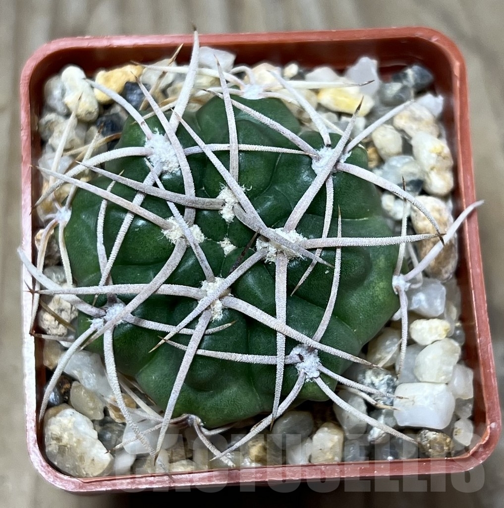 SHPR22792 Gymnocalycium orientale v. vikulovii Tom 15-756/1 – Bild 2