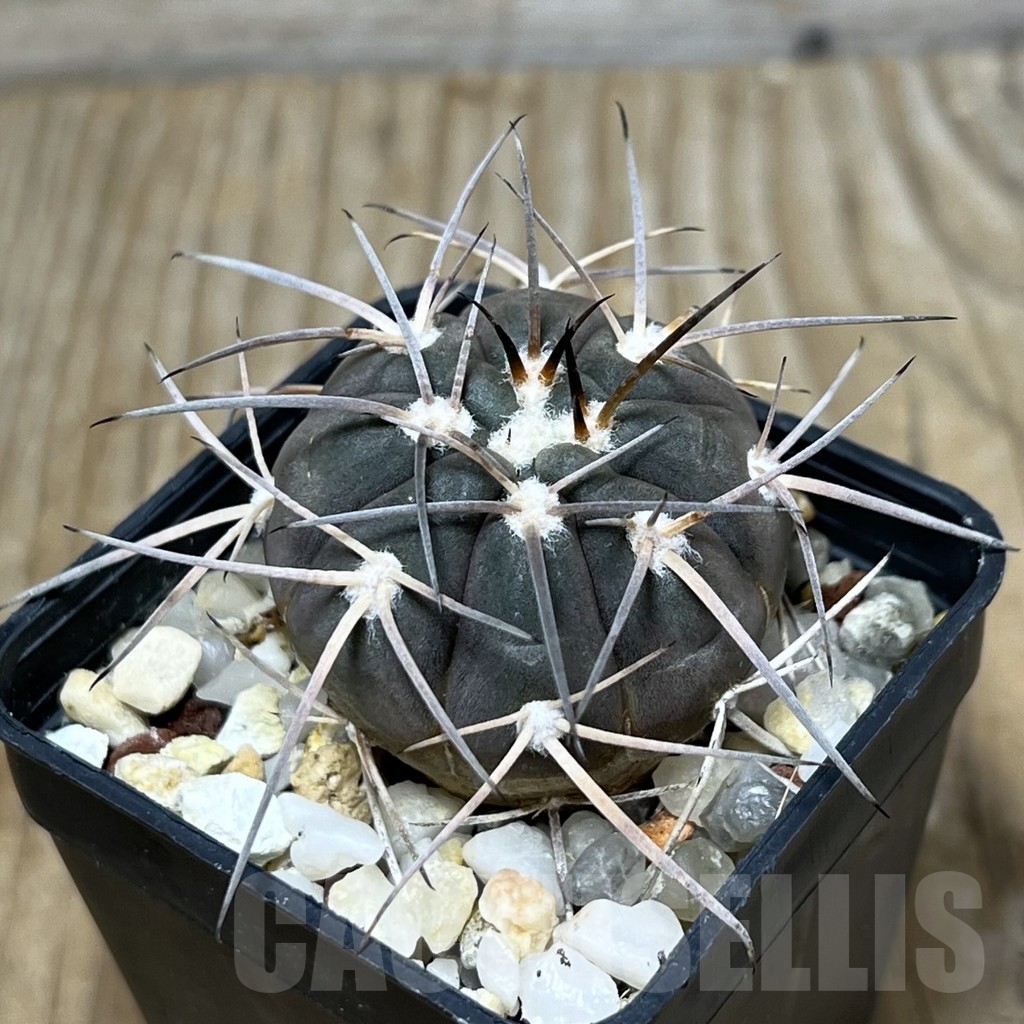 SHPR22802 Gymnocalycium spegazzinii TOM 108
