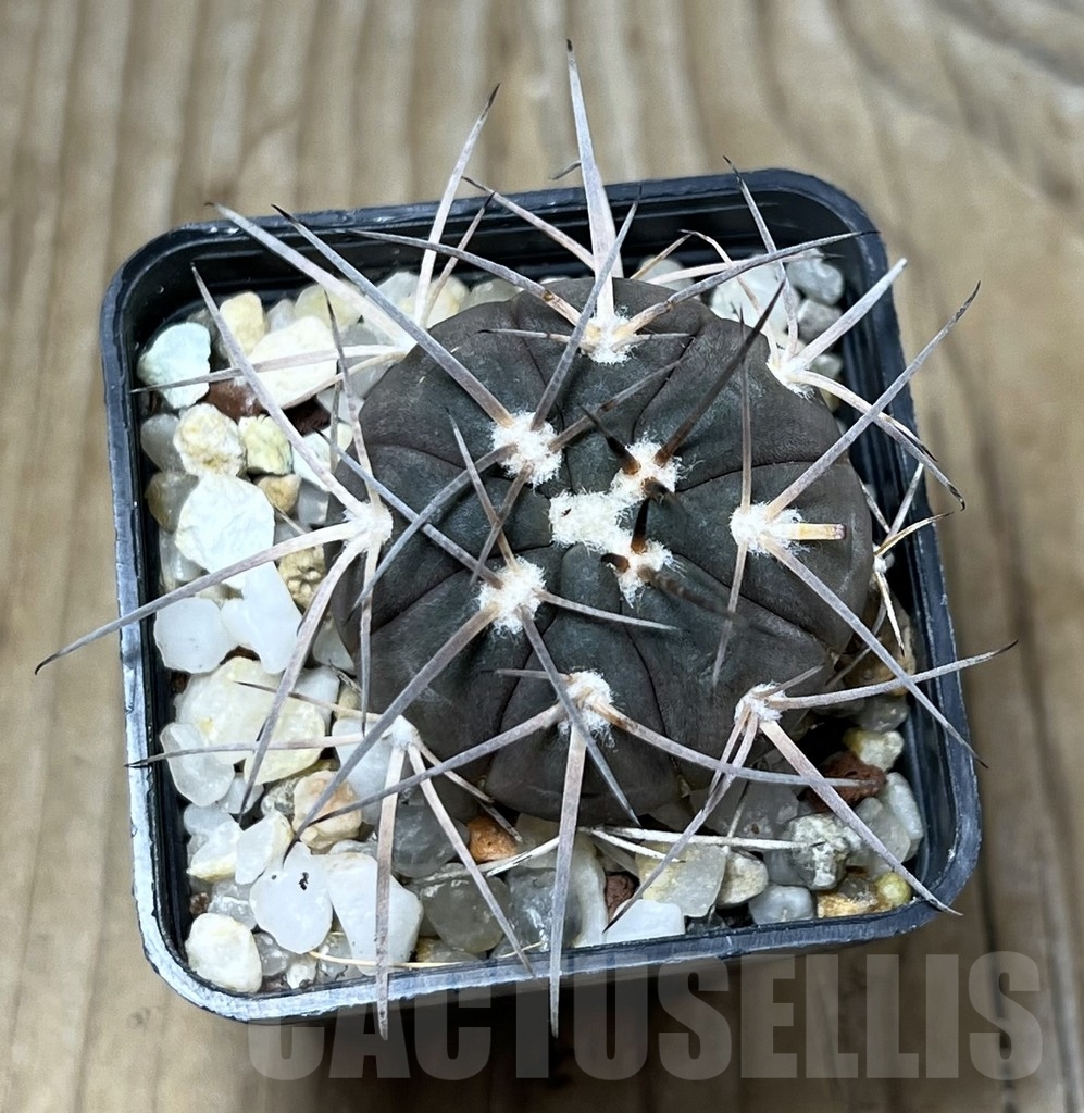 SHPR22802 Gymnocalycium spegazzinii TOM 108 - Image 2