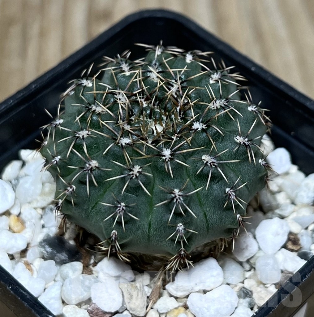 SHPR22805 Gymnocalycium stellatum v. zantnerianum VG 342