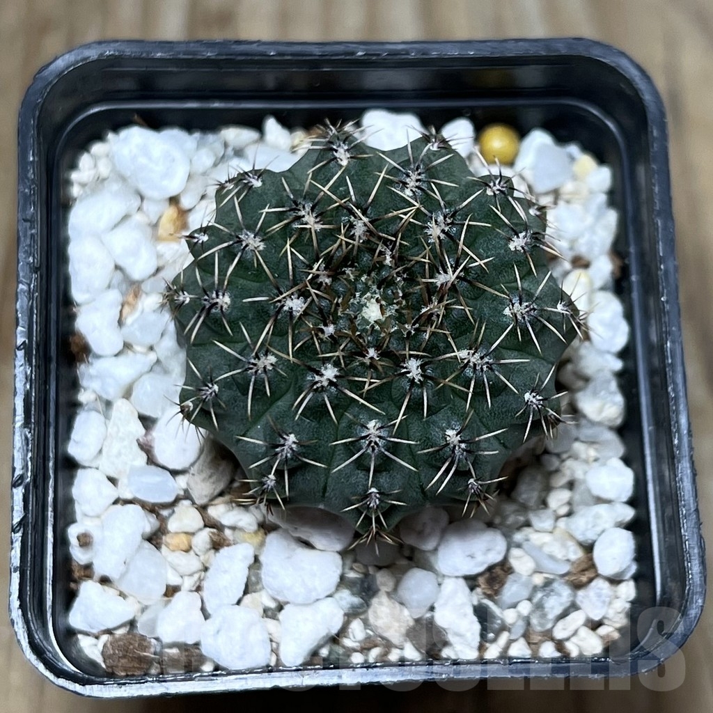 SHPR22805 Gymnocalycium stellatum v. zantnerianum VG 342 - Image 2