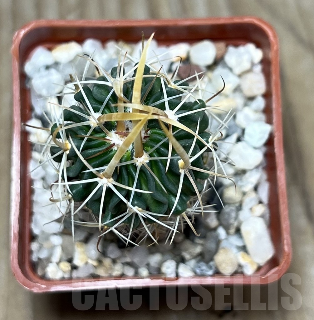 SHPR22808 Echinofossulocactus arrigens - Image 2