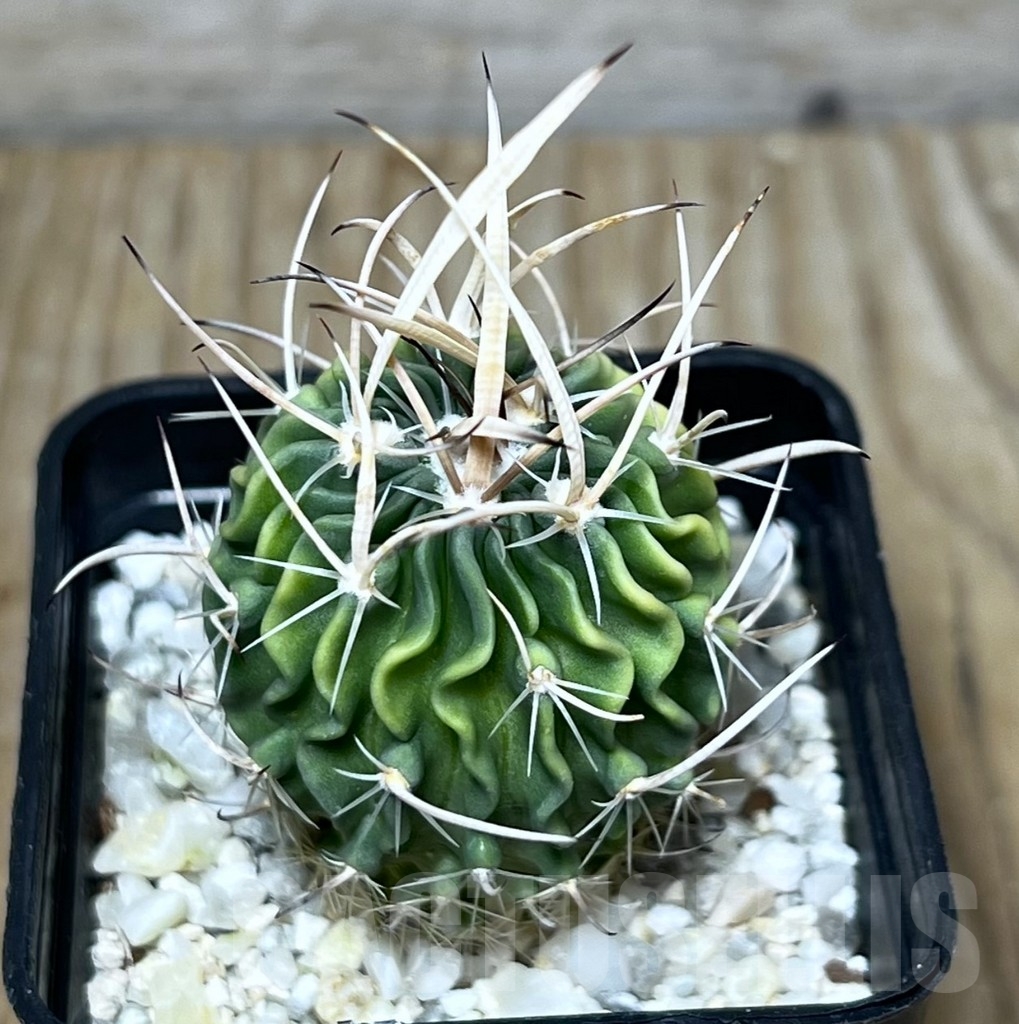 SHPR22809 Echinofossulocactus arrigens