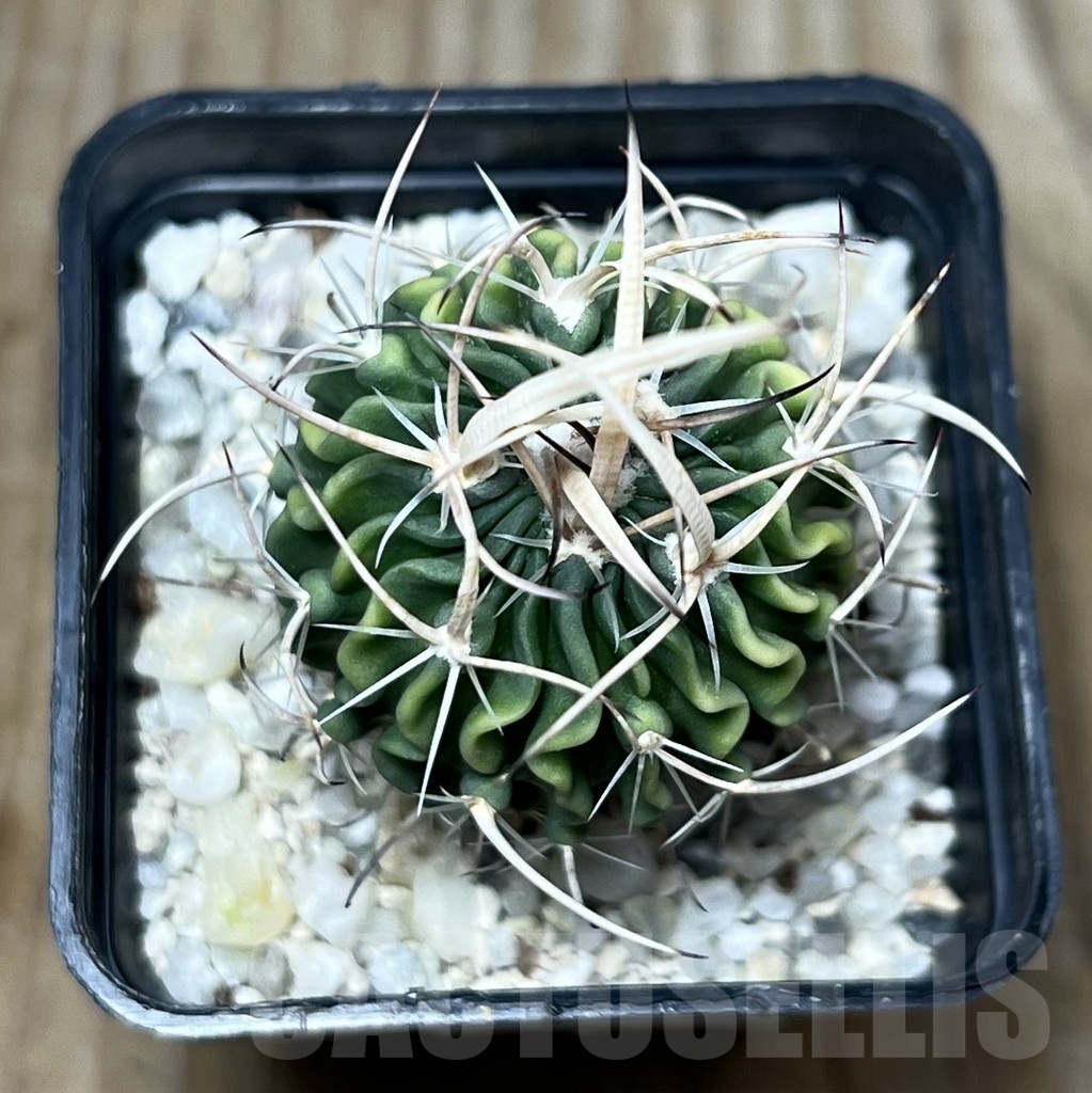 SHPR22809 Echinofossulocactus arrigens - 画像 (2)