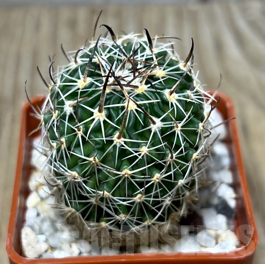 SHPR22811 Echinofossulocactus sp. CB 011075