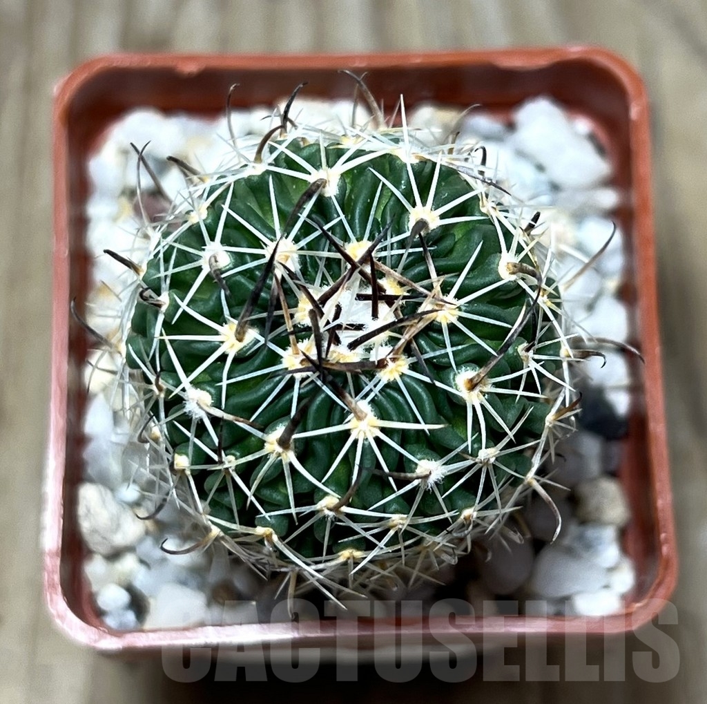 SHPR22811 Echinofossulocactus sp. CB 011075 - 画像 (2)
