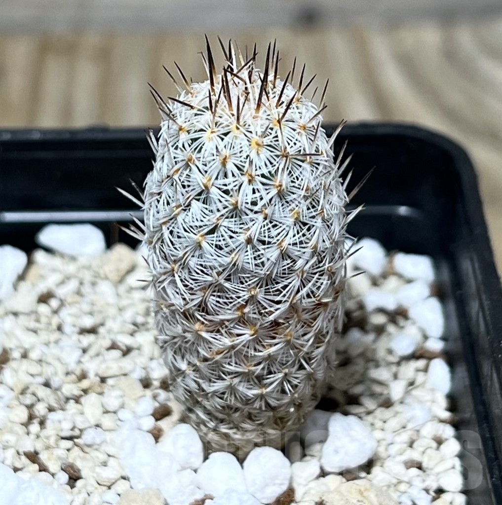 SHPR22822 Turbinicarpus zaragosae