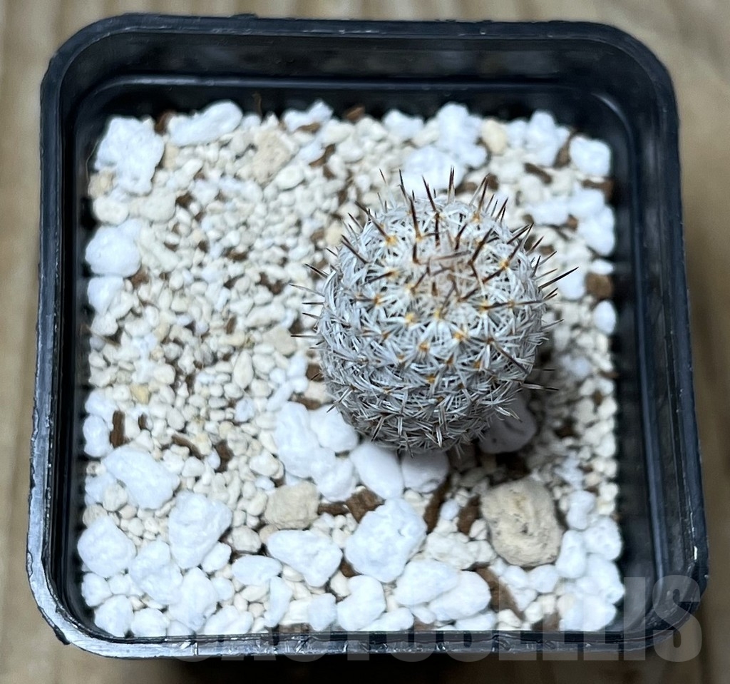 SHPR22822 Turbinicarpus zaragosae - Image 2