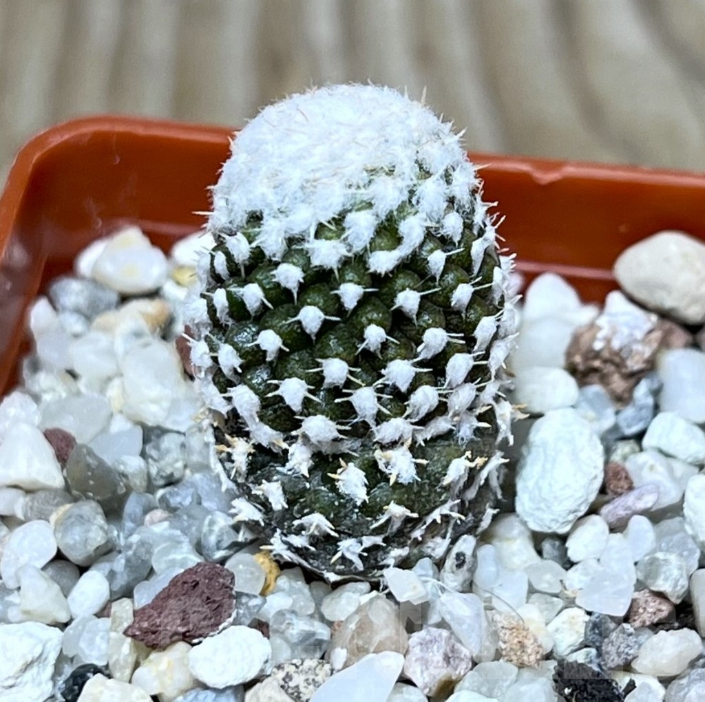 SHPR22823 Thelocephala malleolata WM 013