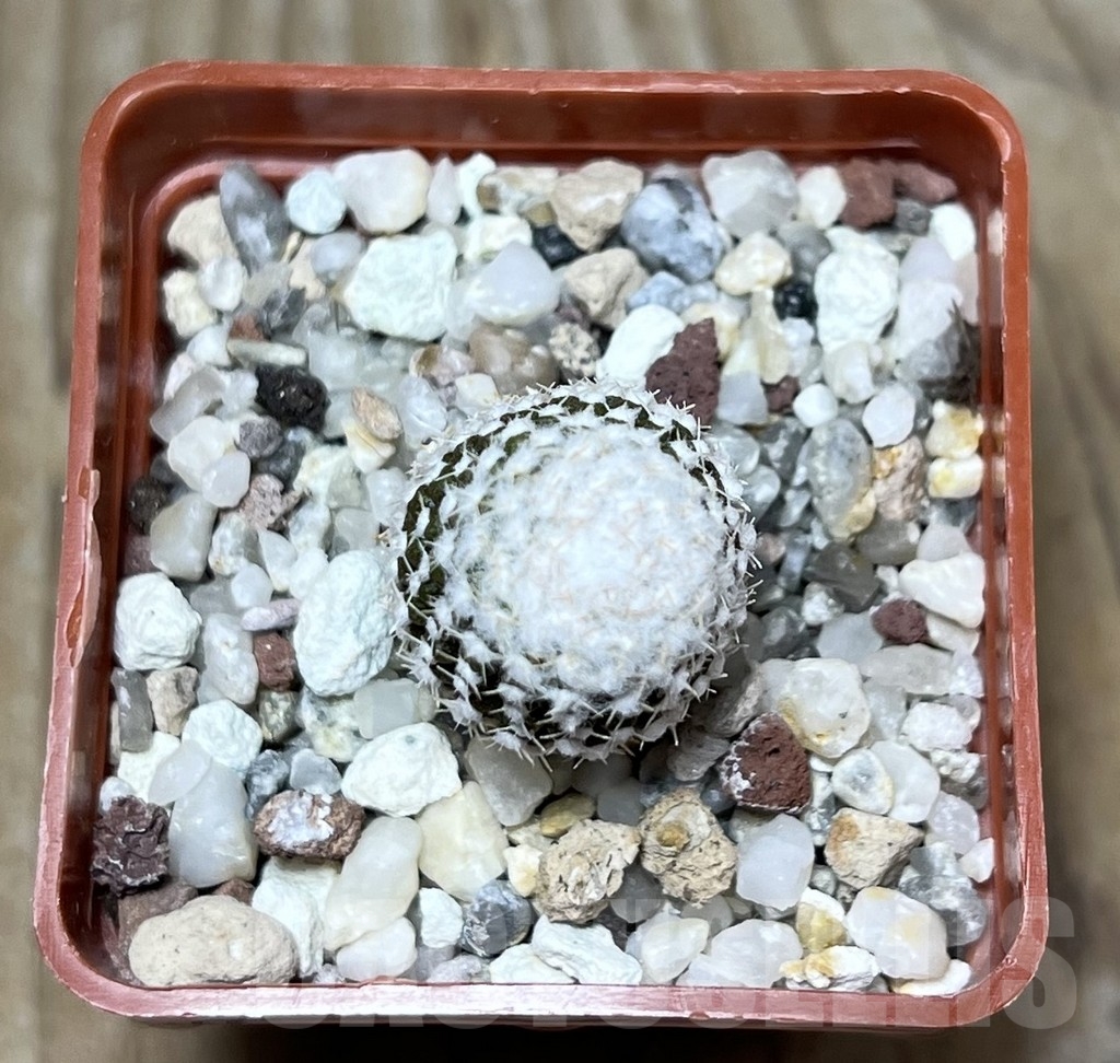 SHPR22823 Thelocephala malleolata WM 013 - Image 2