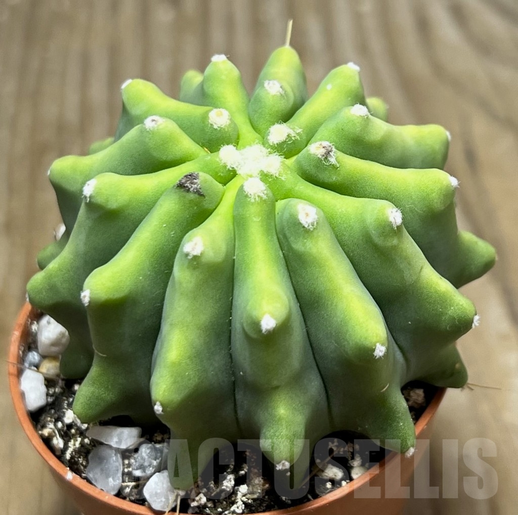 SHPR22841 Ferocactus glaucescens f. inermis