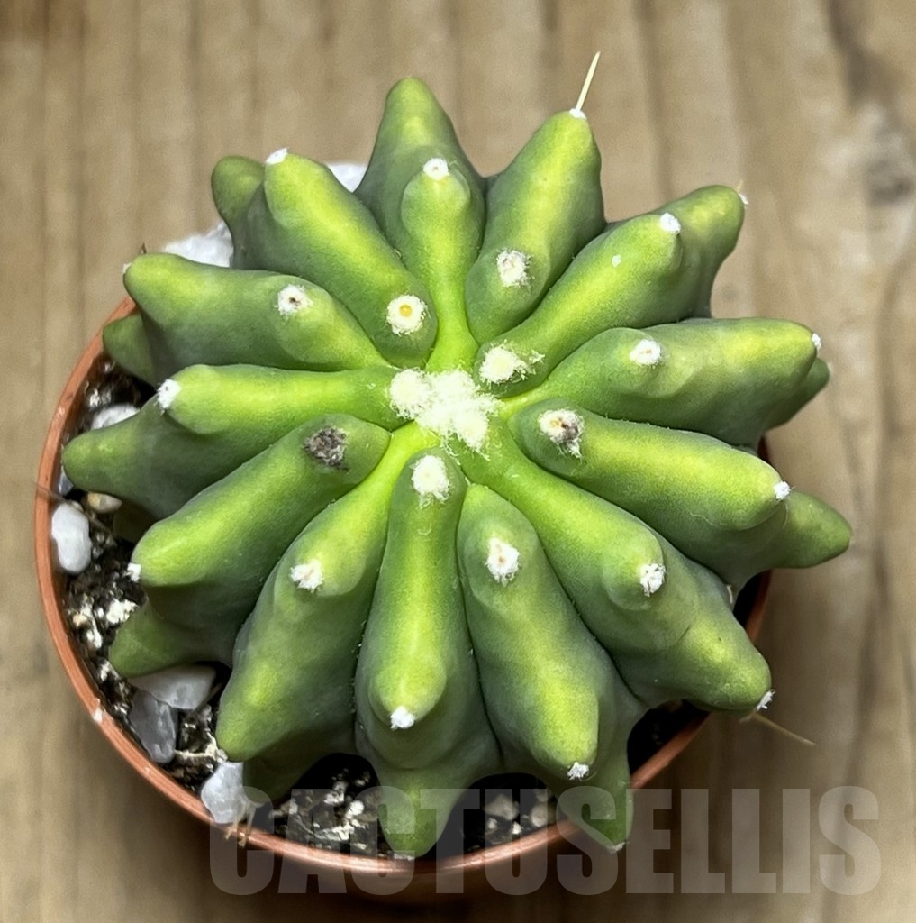 SHPR22841 Ferocactus glaucescens f. inermis - Image 2