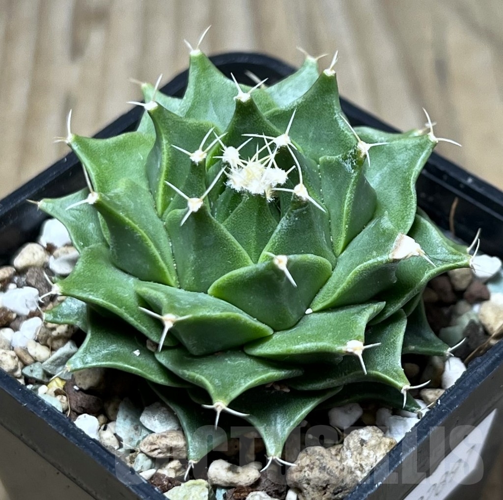 SHPR22897 Obregonia denegrii