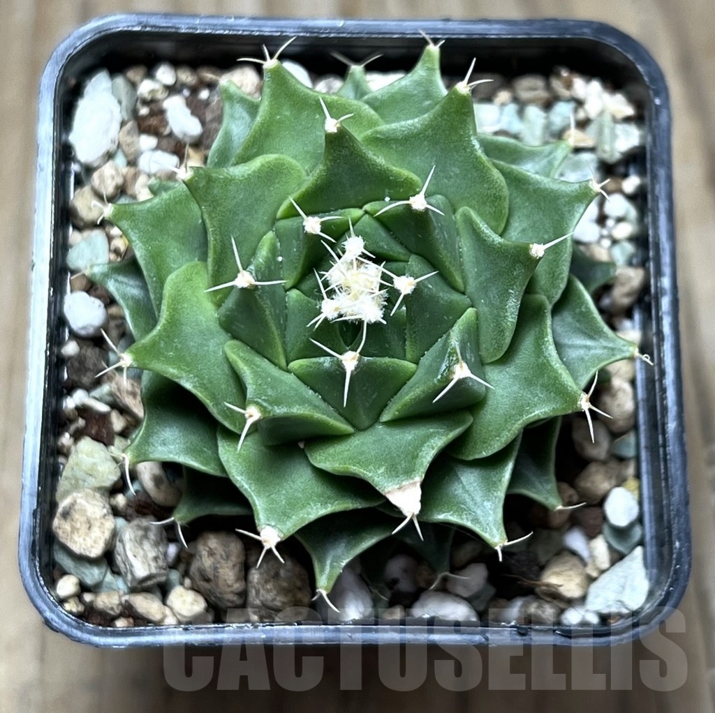 SHPR22897 Obregonia denegrii - immagine 2