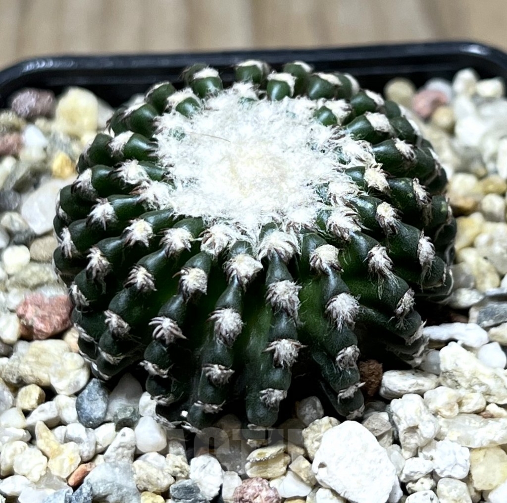 SHPR22898 Discocactus horstii